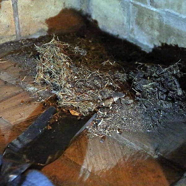 nest in chimney, dubuque IA